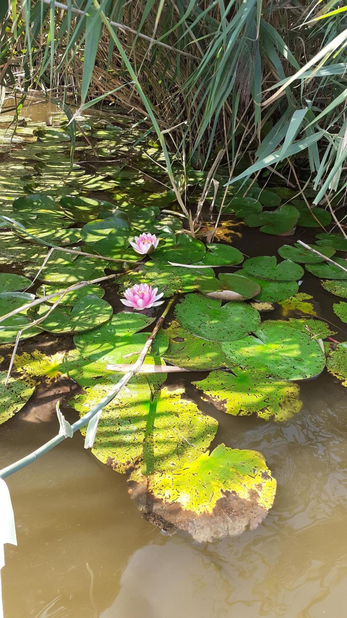 Borostyán Vendégház Tiszaug Esterno foto